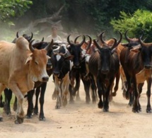 KOLDA : Plus de cent bœufs volés ont été ramenés grâce aux forces de défense et de sécurité.