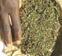 Trafic de drogue : L’OCRTIS arrête un dealer Jakartaman