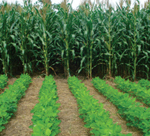 Situation agricole dans le département de Mbour : La tutelle locale exprime son optimisme
