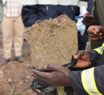 Mbour : Saisie de centaines de kilogrammes de chanvre indien à Nianing.