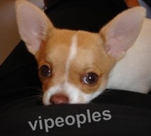 Voici le chiot de Adja Ndoye VIP!!! Voici le chiot de Adja Ndoye VIP!!!