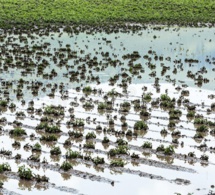 Le Fleuve Sénégal sort de son lit : à Bakel 132 ha de cultures engloutis par les eaux