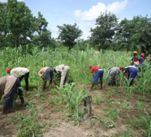 Impact Covid-19/ ANSD: " Les agriculteurs sont les moins touchés"