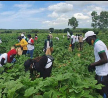 Vacances agricoles: Ousmane Sonko attendu à Louga demain jeudi