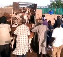 Achat des bœufs de Serigne Saliou Thioune pour le magal de Touba