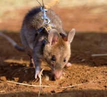 Insolite : Un rat africain détecteur de mines récompensé pour son courage