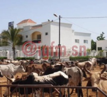 Les bœufs envahissent la résidence de Aïda Diallo à Ngabou
