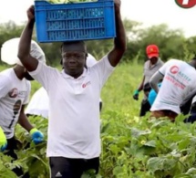 Vacances Agricoles Patriotes: PASTEF réussit son pari et tire profit des récoltes