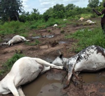 Vélingara : La foudre tue neuf vaches sur place à Wassadou.