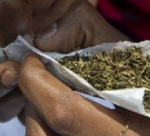 Trafic de drogue : Amadou S. Barry, surpris en possession de 18 cornets de Yamba, à 6 mois de prison ferme