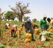 FAO - Au Sénégal, on perd 100 milliards F CFA par an, après les récoltes