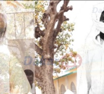 Vidéo Machala histoire inédite : Voici l’unique arbre planté par Serigne touba à Diourbel