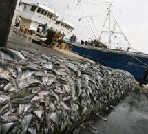 Alerte de Greenpeace: La pêche artisanale verrouillée par la COVID-19, les multinationales de la pêche pillent les océans de l'Afrique de l'Ouest