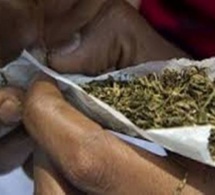 Arrêté avec 150 grammes de chanvre indien : Un homme de 71 ans prétend qu’il voulait les offrir à ses amis «Baye Fall» pour le Magal