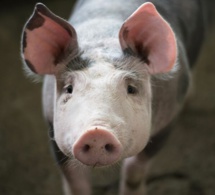 Un coronavirus dont les porcs sont les porteurs pourrait se transmettre à l’Homme, avertissent des chercheurs