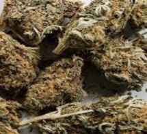 Ziguinchor : Comment le coiffeur trafiquant de drogue a voulu tromper la vigilance des policiers