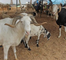 Fass Mbao: un vendeur de moutons de race agressé et dépouillé de son argent