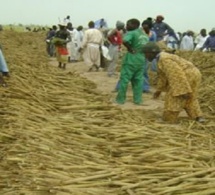 Récoltes Khelcom 2020: Des milliers de ‘’thiantacounes’’ ont répondu à l’appel de Serigne Saliou Thioune