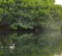 Ziguinchor: 30 millions F CFA des Eaux et Forêts pour la restauration de la Mangrove