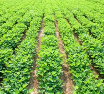 Campagne de commercialisation de la production agricole: Macky Sall presse les ministres de l’Agriculture et du Commerce, pour son démarrage