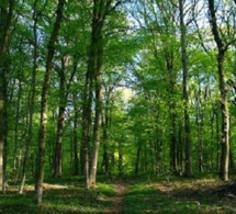 Kolda: Le sous-préfet suspend les constructions dans la forêt classée de Mahon