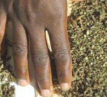 Saisie de 400 kg de chanvre indien
