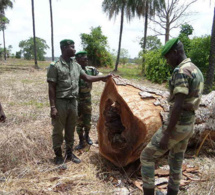 Trafic illicite de bois: L'Armée instruite à combattre cette pratique