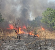 Thiès - Feu de brousse à Mboro: Un périmètre maraîcher consumé