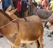 Drame à Louga: Un enfant d'un an tué par un âne
