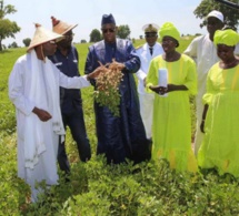 Production et commercialisation de l'arachide: vers un record de 1, 8 millions de tonnes, le kg à 250 F CFA