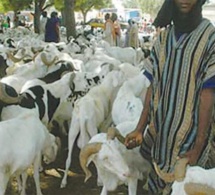 Comité du foirail des grands ruminants : Une vive tension notée entre les deux camps à Diamaguene
