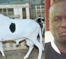 Vol de moutons chez Boy Kaïré: Les présumés voleurs entendus dans le fond par le Dji
