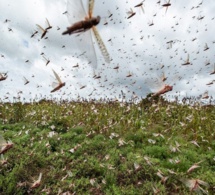 Urgence signalée pour la riziculture dqns la Vallée du Fleuve: Des rats et des criquets dévastent les champs