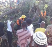 Goudomp: Un baobab s'effondre et fait plusieurs blessés