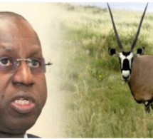 Assemblée nationale/Transfert des gazelles oryx : Le Ministre de l'environnement Abdou Karim Sall donne des détails
