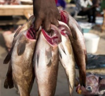 Grève des mareyeurs du Sénégal : Pas de poissons pendant 3 jours
