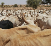 Birkilane: Un camion tue une vingtaine de vaches