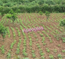 Agriculture : « Les chasseurs de terres fertiles », un danger pour l’agriculture paysanne sénégalaise Par Serigne Mor Gaye Agriculture : « Les chasseurs de terres fertiles », un danger pour l’agriculture paysanne sénégalaise Par Serigne Mor Gaye