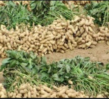 Campagne de commercialisation agricole: Le Président Macky Sall instruit à un déploiement sur le terrain