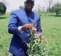 Commercialisation de l’arachide : Macky Sall insiste sur la surtaxe à l’exportation