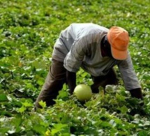 Renforcement de la résilience de l’agriculture en Afrique : La Banque mondiale mobilise un don de 60 millions de dollars