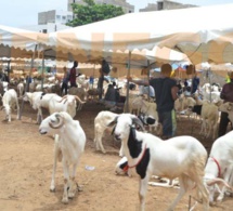 Moutons de Tabaski: Le Sénégal enregistre un surplus de 17, 42 % en 2020