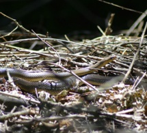 Un serpent au système d’écailles atypique découvert dans le nord du Vietnam