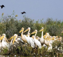 La biodiversité au Sénégal en péril : une alerte lancée par l’Uicn