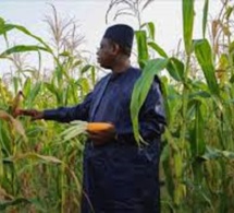 Zoom sur le discours à la nation du Président: l’agriculture, le poumon sauveur du Sénégal de la récession