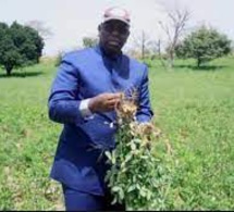 Campagne agricole : Le Président Sall brandit les récoltes battant les records