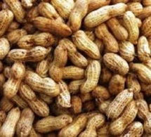 Commercialisation de l’arachide : L’Etat lève son interdiction d’exportation de graines