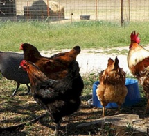 3 mois de prison ferme au maçon « débrouillard » : pour les funérailles de son grand-père à Diourbel, il avait volé des pintades et des poulets