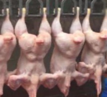 18 tonnes de poulets volées à la SEDIMA : des pépins en vue pour Ngongo Guèye, le responsable du magasin de stockage