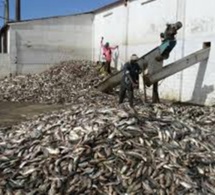 Implantation usines fabrication farine de poisson: les acteurs de la pêche artisanale parlent de « catastrophe »